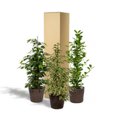 Trio de grands Ficus avec panier naturel foncé - Benjamina Danielle - Benjamina Twilight - Microcarpa Moclame h100cm