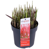 Imperata Cylindrical 'Red Baron'