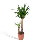 Yucca XL - h100cm, Ø21cm - très grande plante d'intérieur