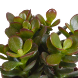 Crassula kasse og dens terracotta plantekasser - Sæt med 3 planter, h18cm