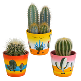 Trio de Cactus h18cm