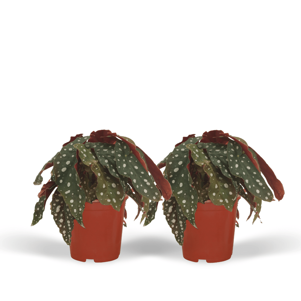 Begonia Maculata – Set di 2
