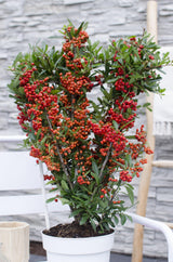 Pyracantha coccinea 'Red Star'