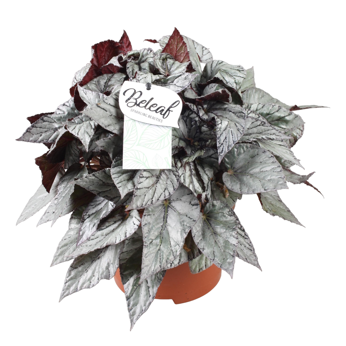 Begonia Beleaf 'Arctic Breeze'