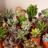 Box 20 baby cactus & succulentes - 10cm - Ø5,5