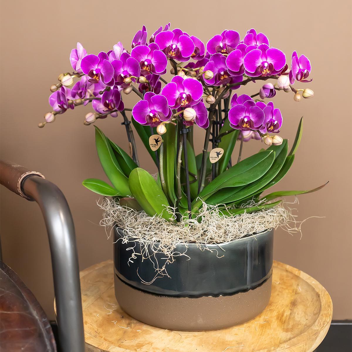 Orchidée violette et son cache-pot - h35cm, Ø9cm
