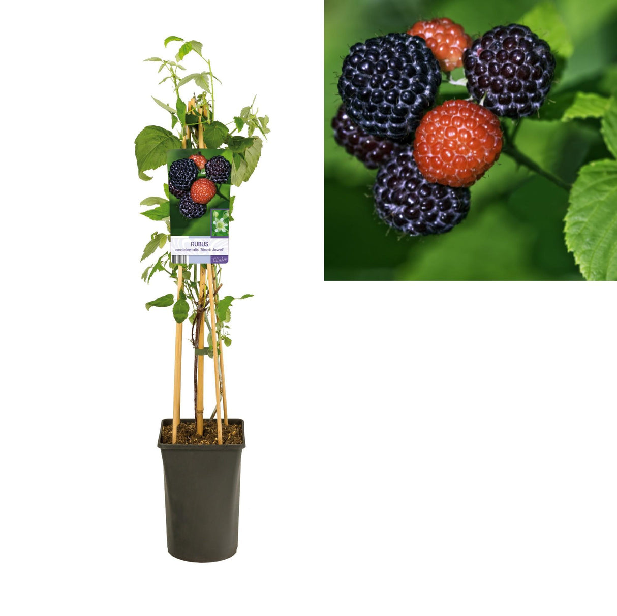 Rubus Occidentalis 'Black Jewel' +light Label - Ø17cm - ↕75cm