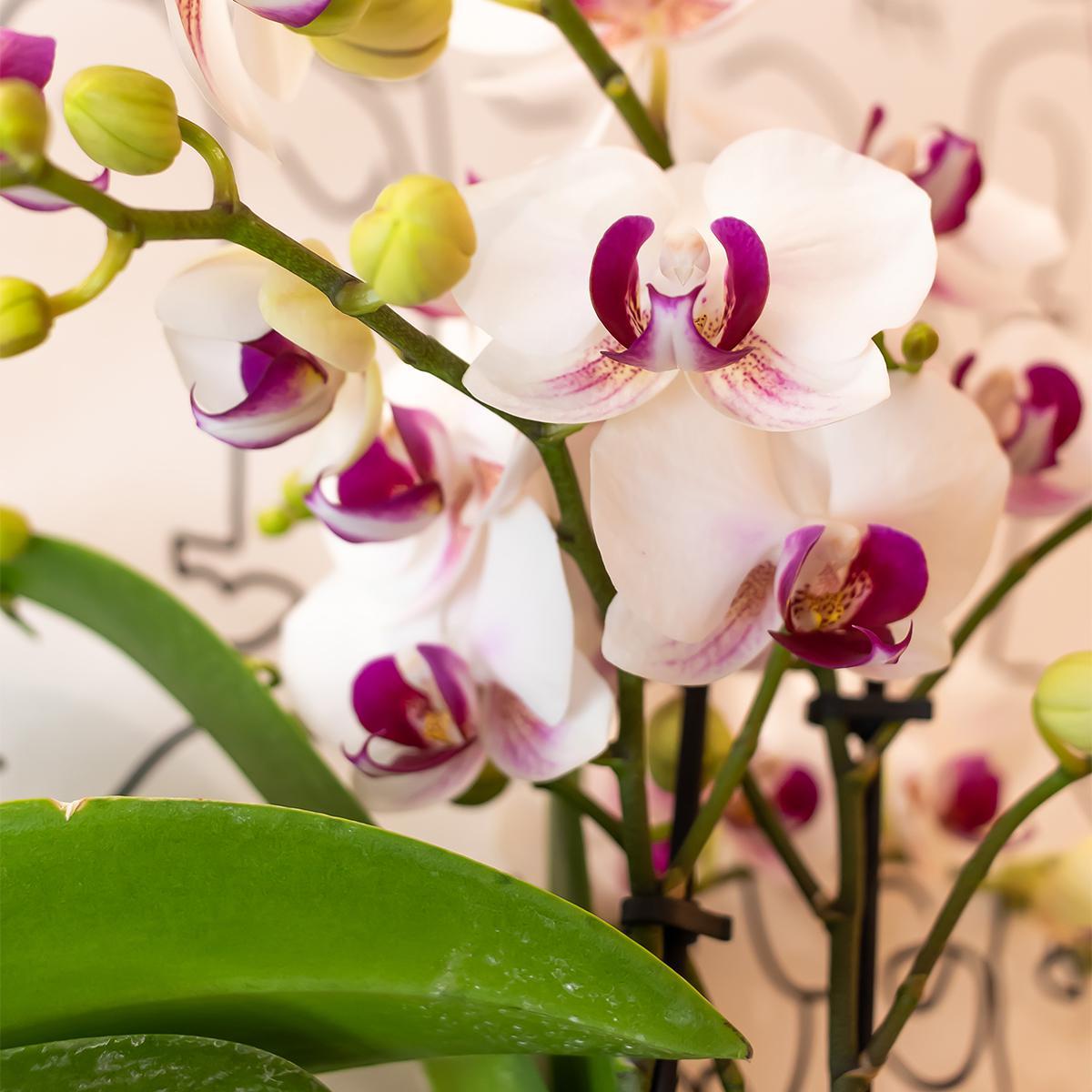 Orchidée blanche et rose - Ø9cm - plante d'intérieur
