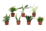 Box of 7 depolluting plants - d9cm - h23cm