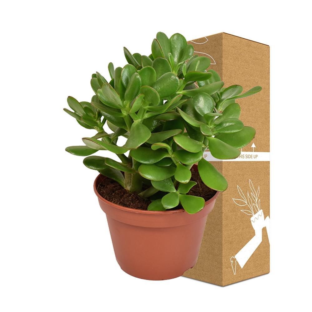 Crassula Ovata Convoluta h21cm - indoor succulent plant