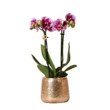 Orchidée Phalaenopsis rose pourpre et son cache-pot en or - h35cm, Ø9cm - plante d'intérieur fleurie