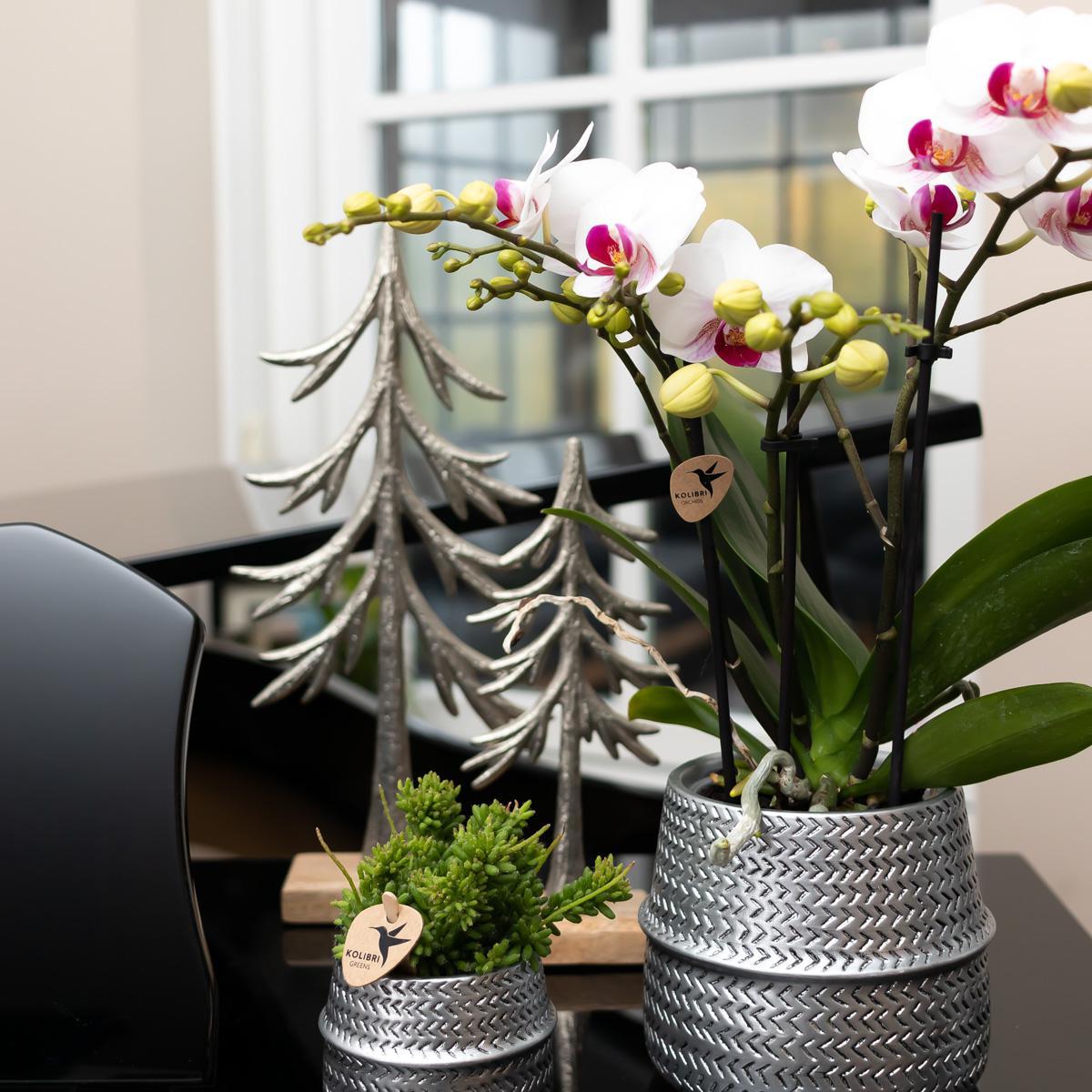 Orchidea bianca e rosa - Ø9cm - pianta da interno – La Green Touch