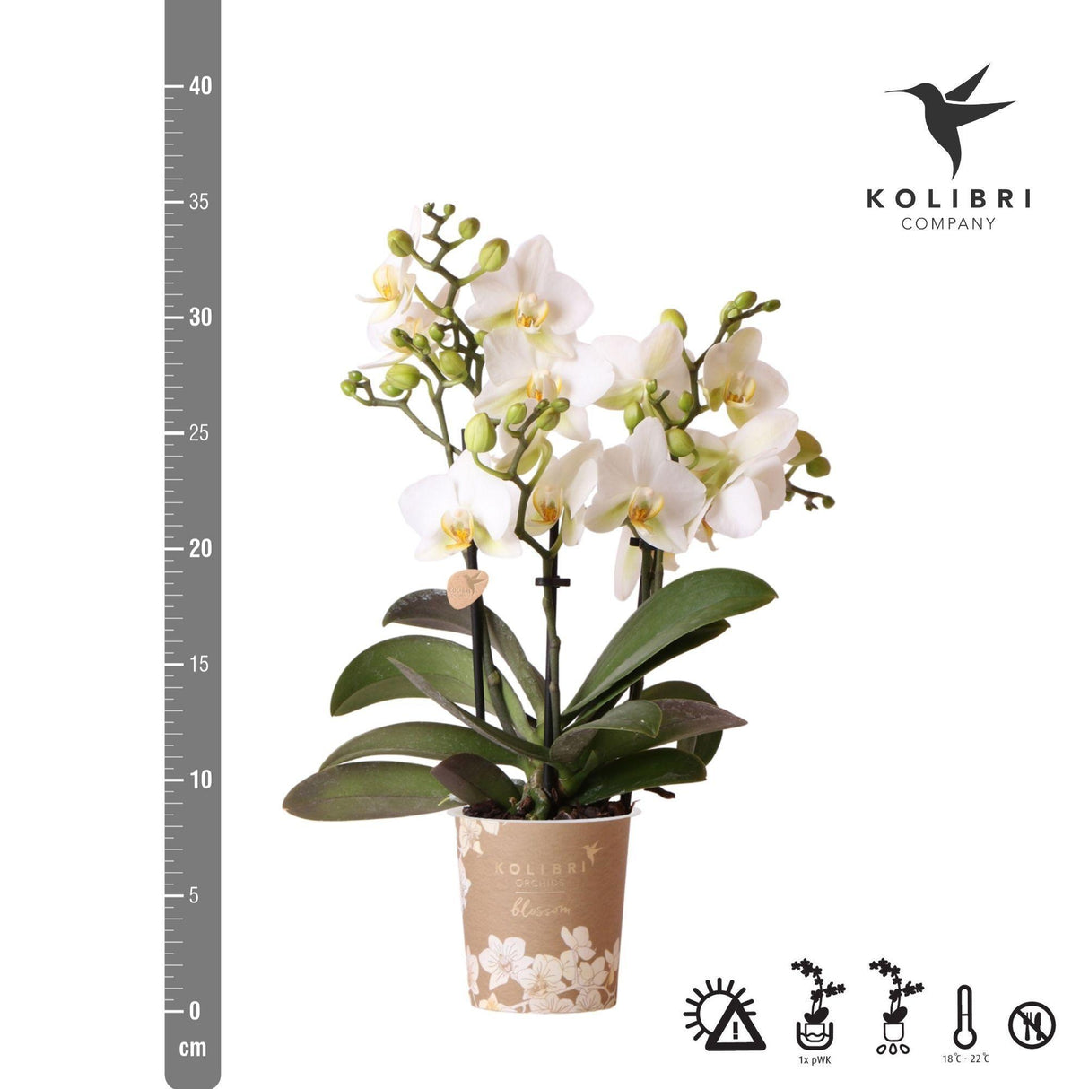 Orchidée blanche - Ø9cm - plante d'intérieur