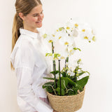 Set 3 orchidées blanches et 3 Rhipsalis dans un panier en roseau avec réservoir d'eau