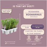Rosmarin – 12 Packungen à 6 Stück