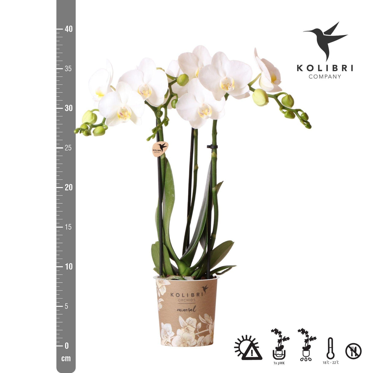 Orchidée blanche et son cache-pot - h35cm, Ø9cm