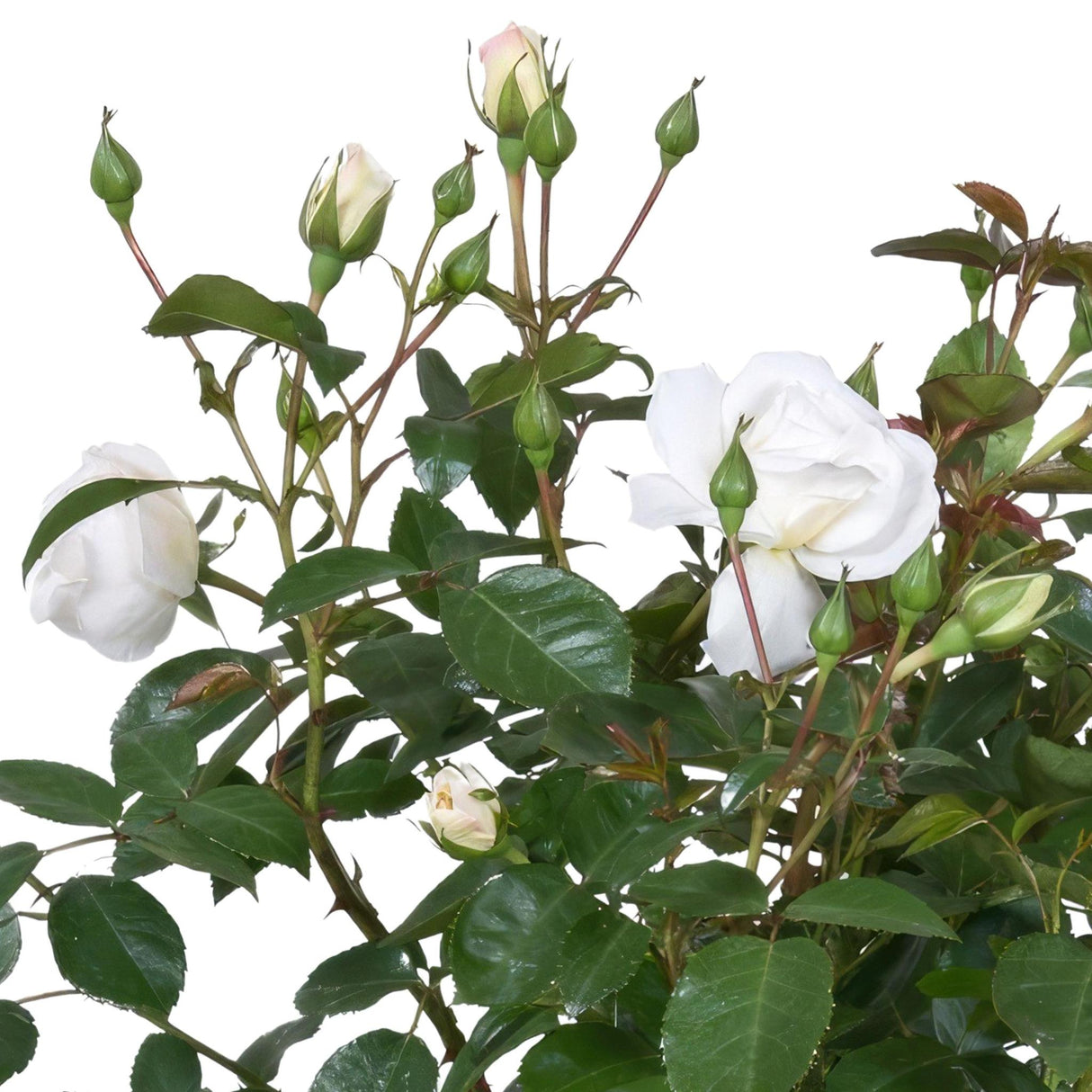 Rosier blanc - plante fleurie d'extérieur