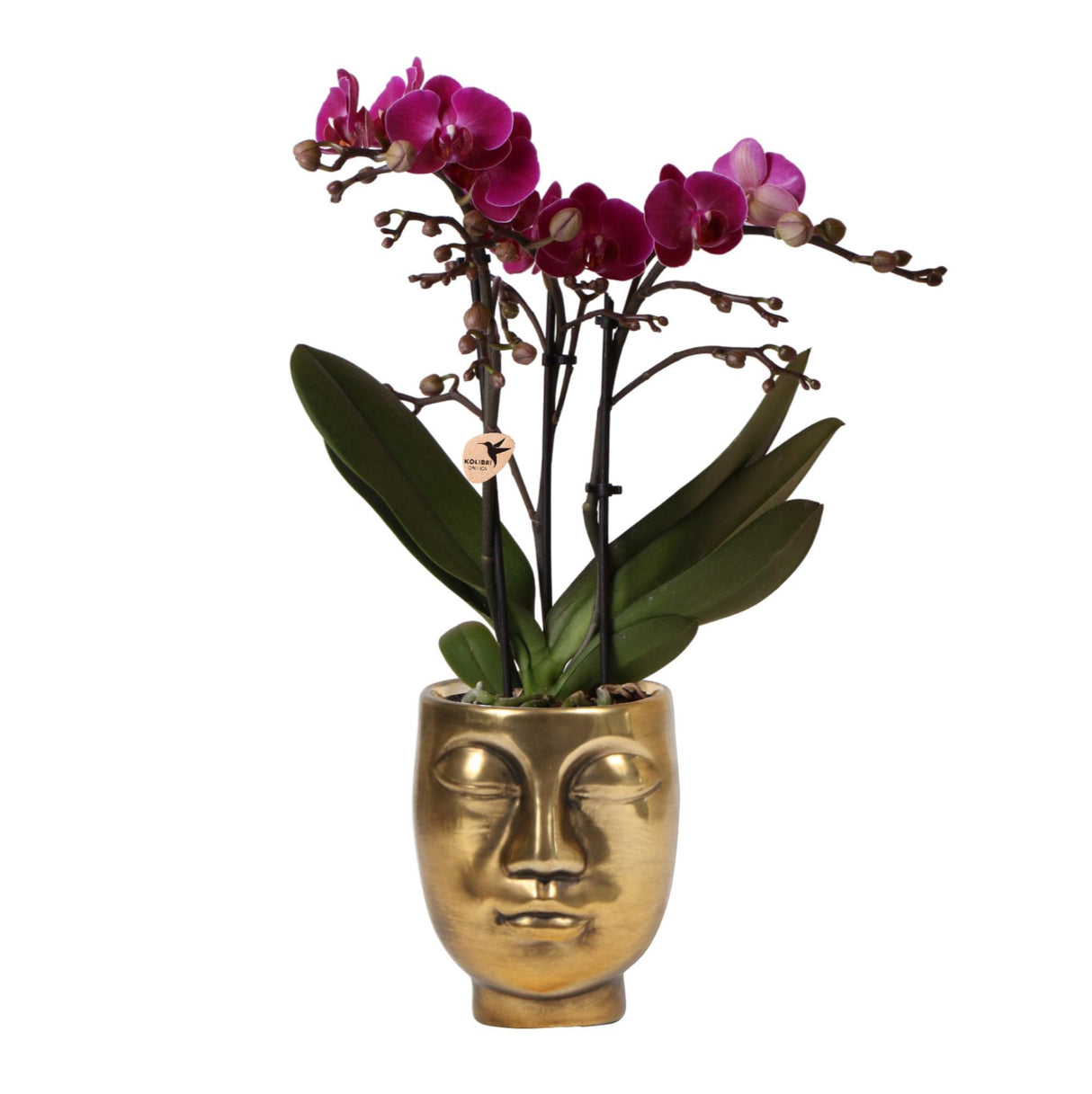 Lilla orkidé og dens guldfarvede urtepotte - blomstrende stueplante