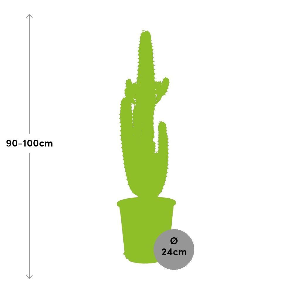 Euphorbe Acrurensis h95cm - cactus d'intérieur