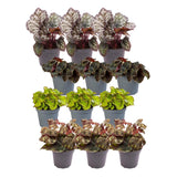 Coffret Begonia - Lot de 12 plantes