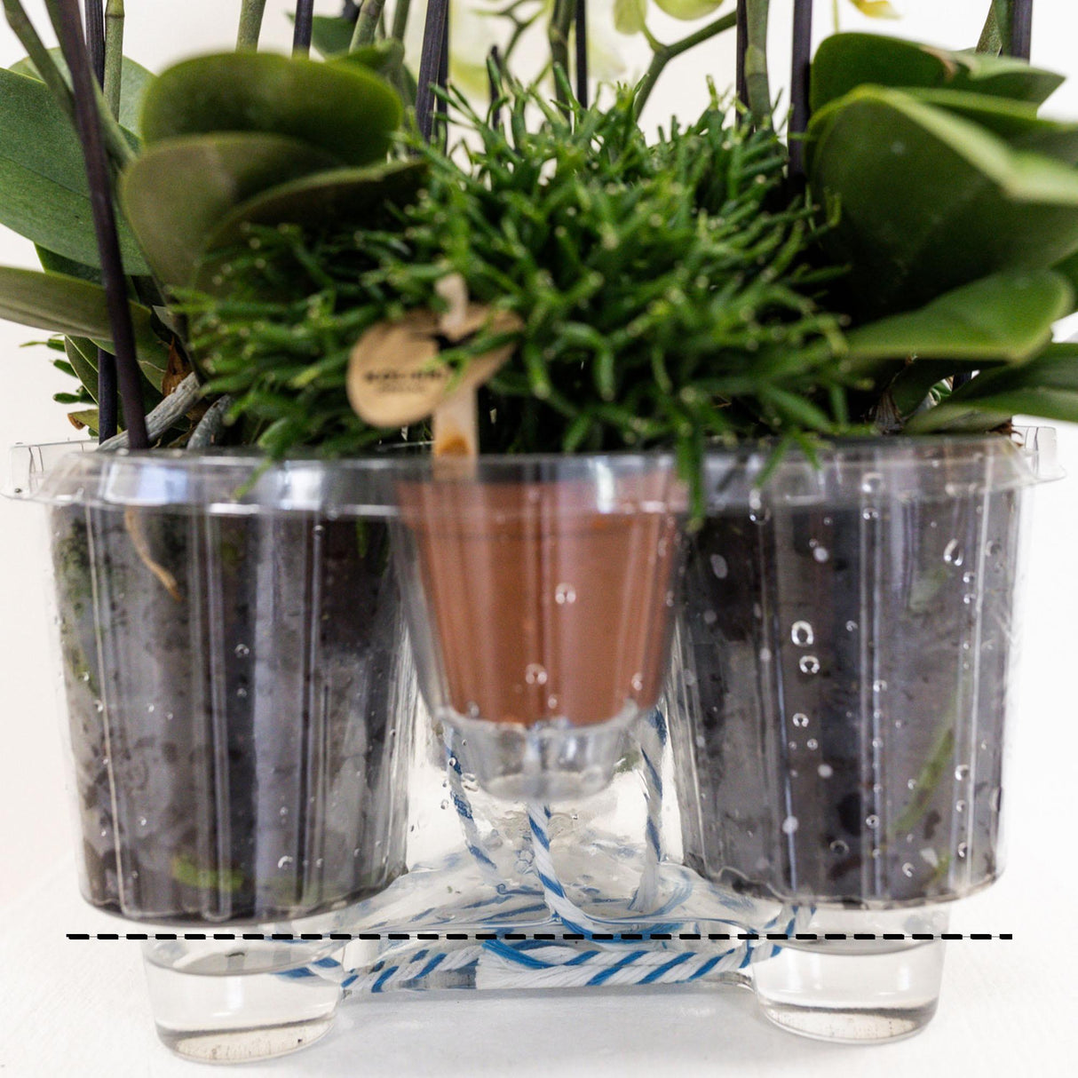 Composition dans un panier en coton avec réservoir d'eau de 3 orchidées violettes et 3 Rhipsalis