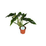 Philodendron Narrow