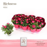 Rosa primula d10,5cm h25cm