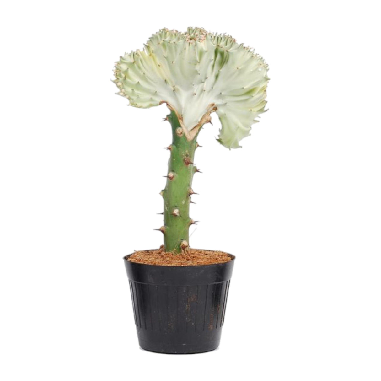 Euphorbia lactea Cristata white