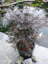 Erable du japon - Acer palm. 'Sumi-nagashi' - ↨130cm - Ø30cm - plante d'extérieur