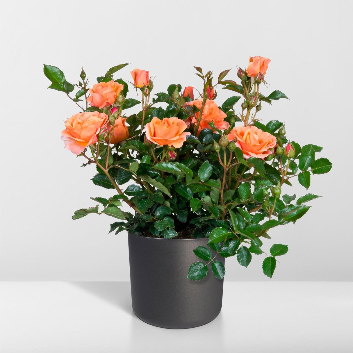 Orangefarbener Rosenstrauch – blühende Pflanze im Freien