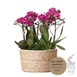 Set de 3 Orchidées violettes dans un panier en roseau avec réservoir d'eau
