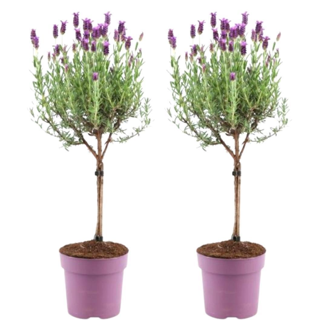Set of 2 Anouk® lavender shrubs - d15cm - outdoor plant