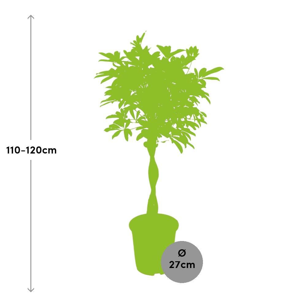 Schefflera Arboricola ‘Compacta’