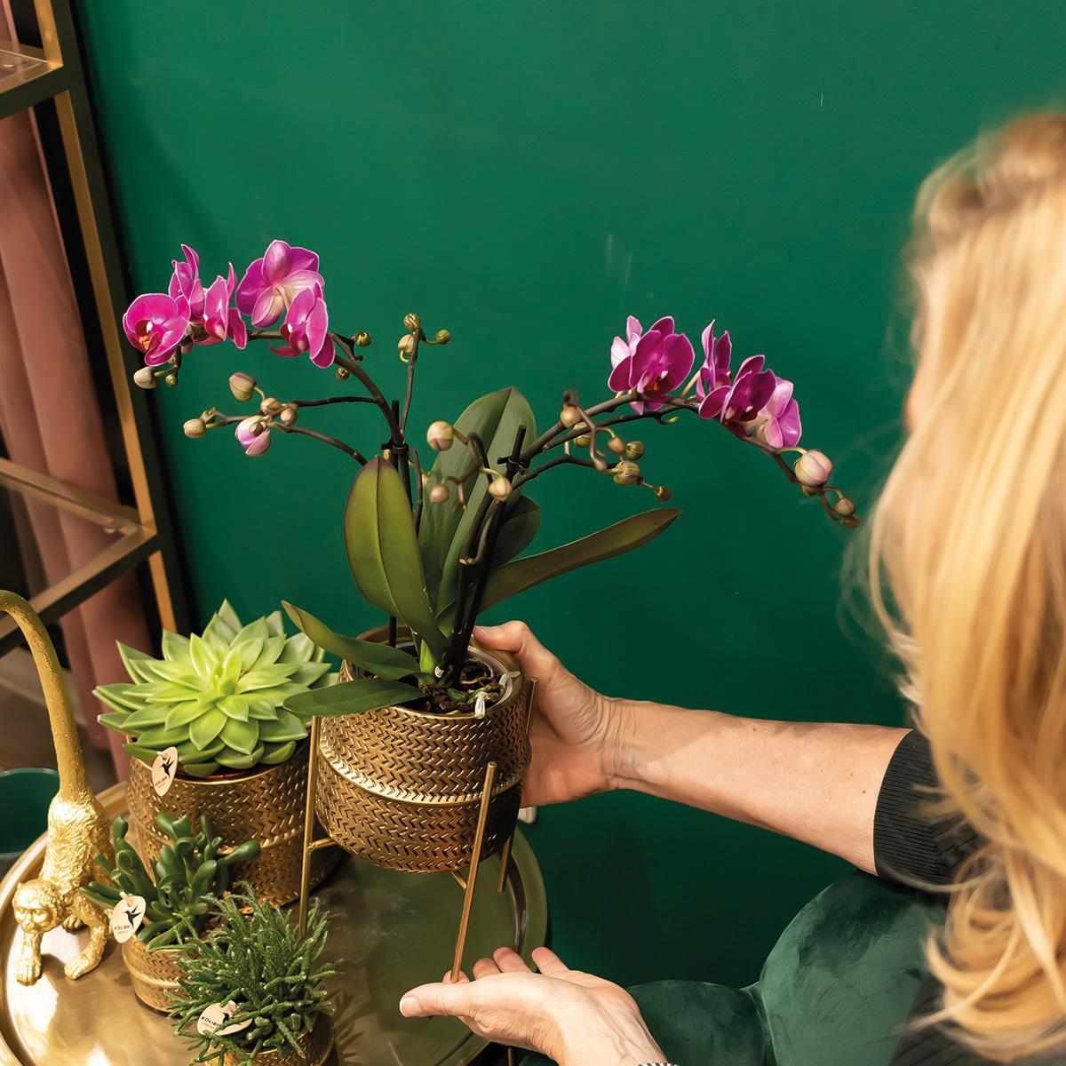 Orchidée mauve et son cache-pot doré - plante d'intérieur fleurie