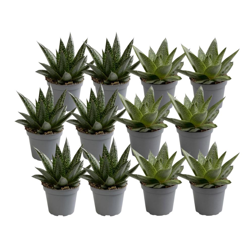 Mischung La 12 Aloe-Sukkulentenpflanzen aus Green – Touch