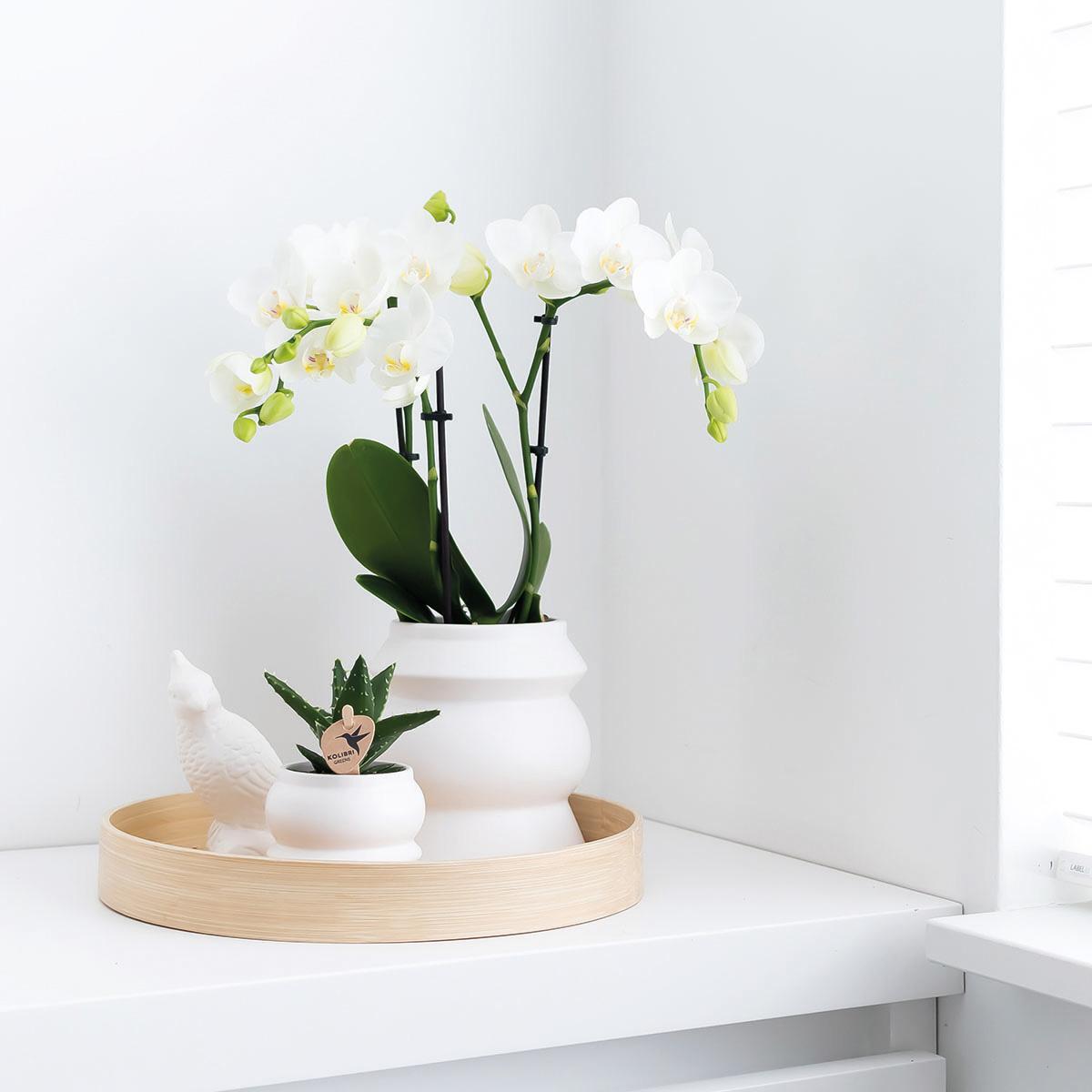 Vaso per piante bianco - Ø9 cm