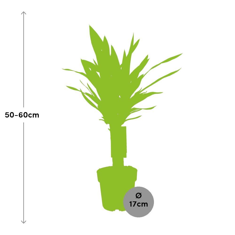 Yucca Elephantipes