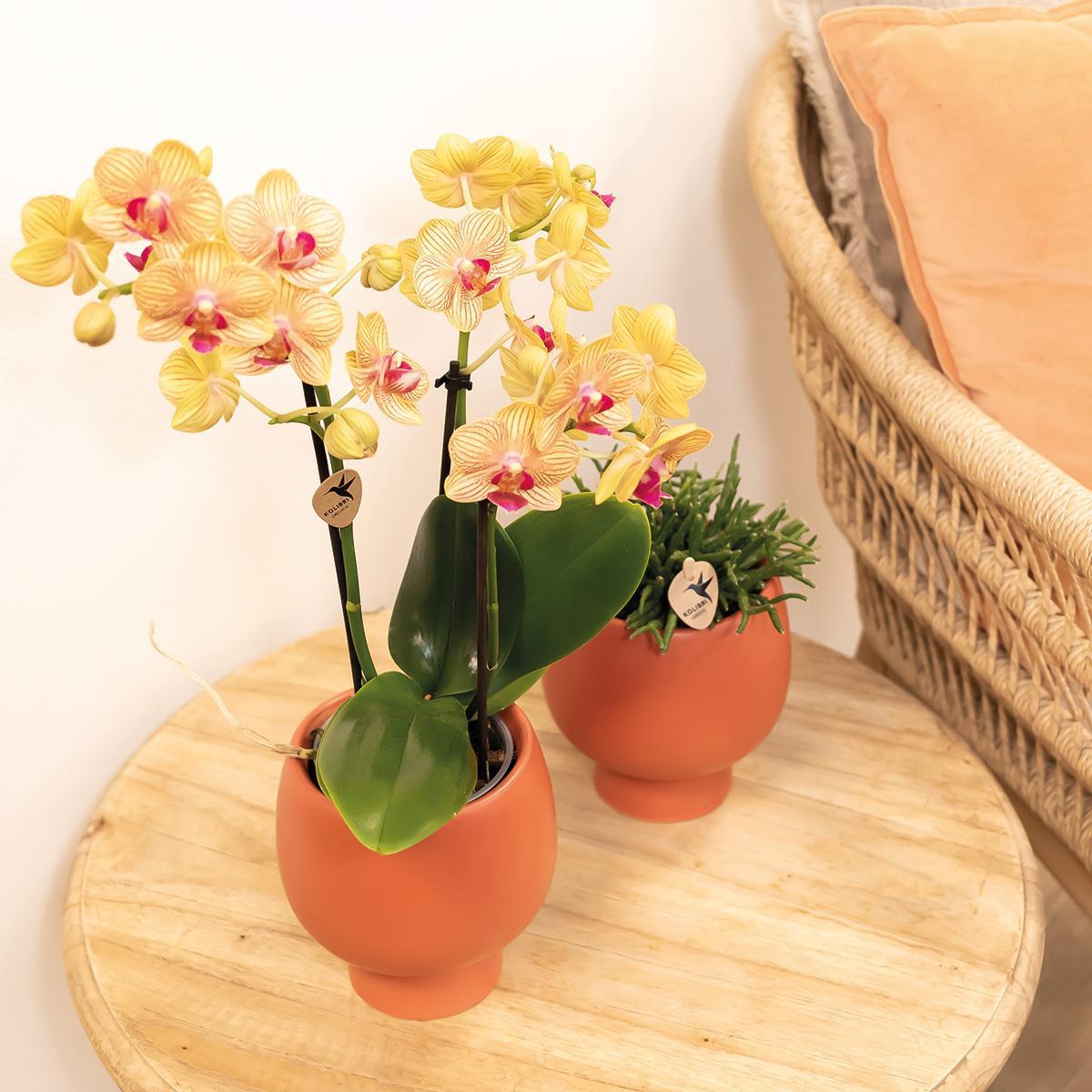 Orchidée orange et son cache-pot - h35cm, Ø9cm – La Green Touch