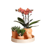 Coffret d'Orchidée Phalaenopsis orange et plantes grasses et ses caches-pots en céramique