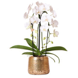 Hvid Phalaenopsis Niagara Fall orkidé og dens gyldne urtepotte - blomstrende stueplante
