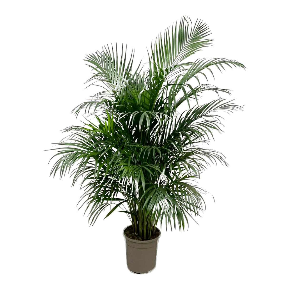 Dypsis Lutescens (Areca palmier) 160 cm - ø24