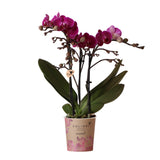 Orchidée violette et son cache-pot - h35cm, Ø9cm