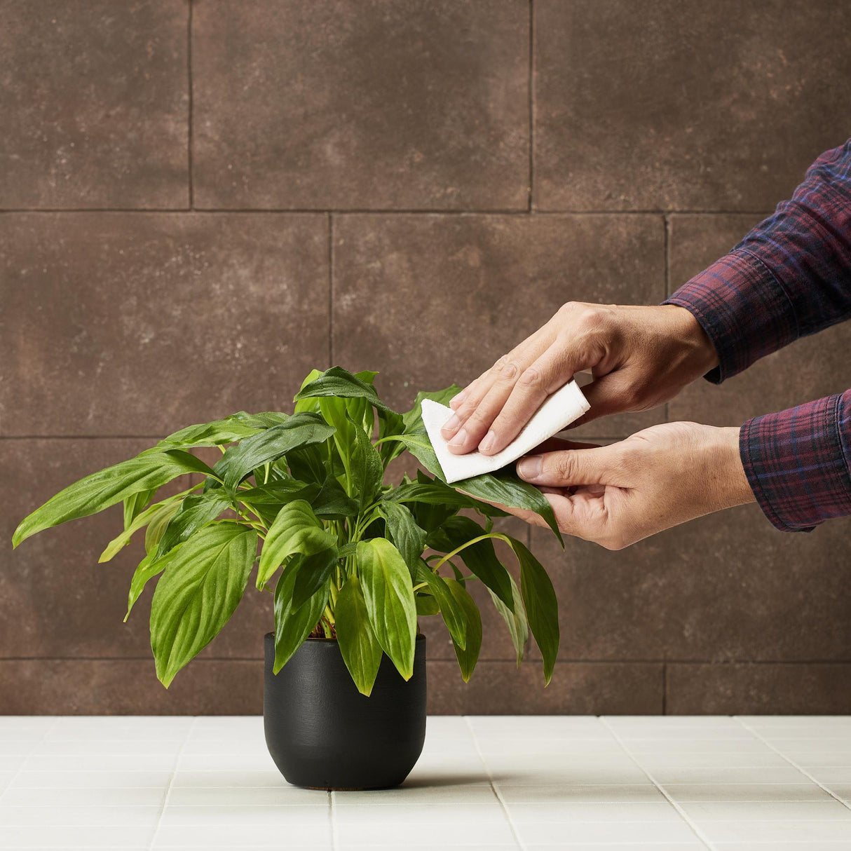 Natürlicher Zimmerpflanzenreiniger – reinigt und schützt