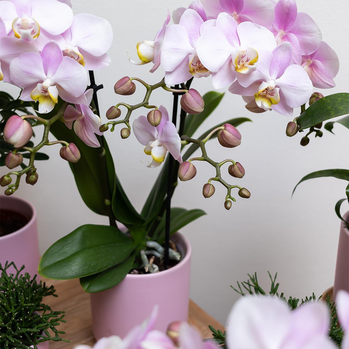 Vaso per piante rosa - Ø6 cm