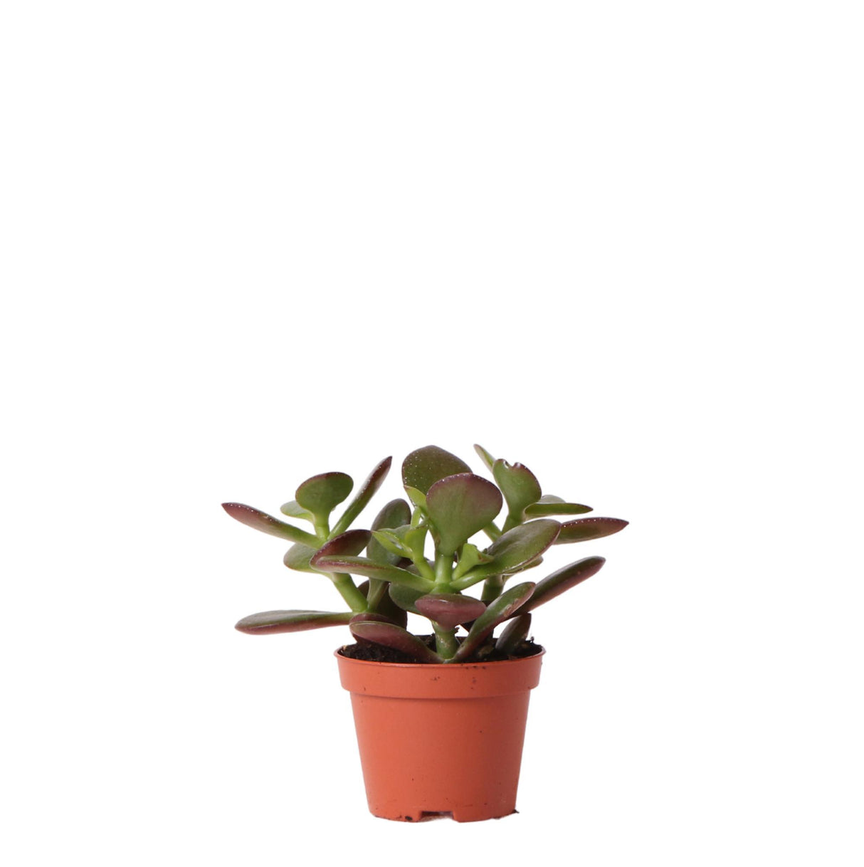 Crassula Ovata h8cm - mini plante grasse d'intérieur