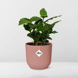 La pianta del caffè Arabica e il suo vaso ELHO rosa