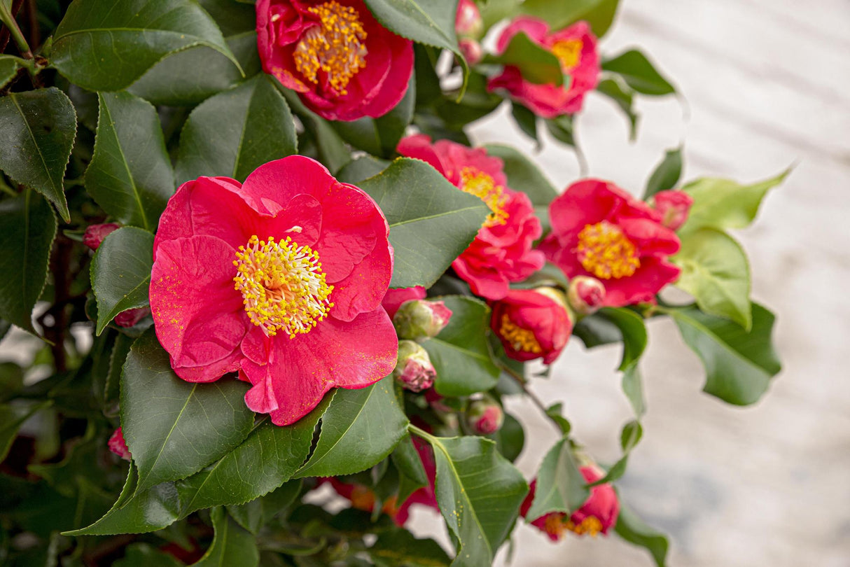 Camellia japonica 'Dr. King' - ↨90cm - Ø29cm