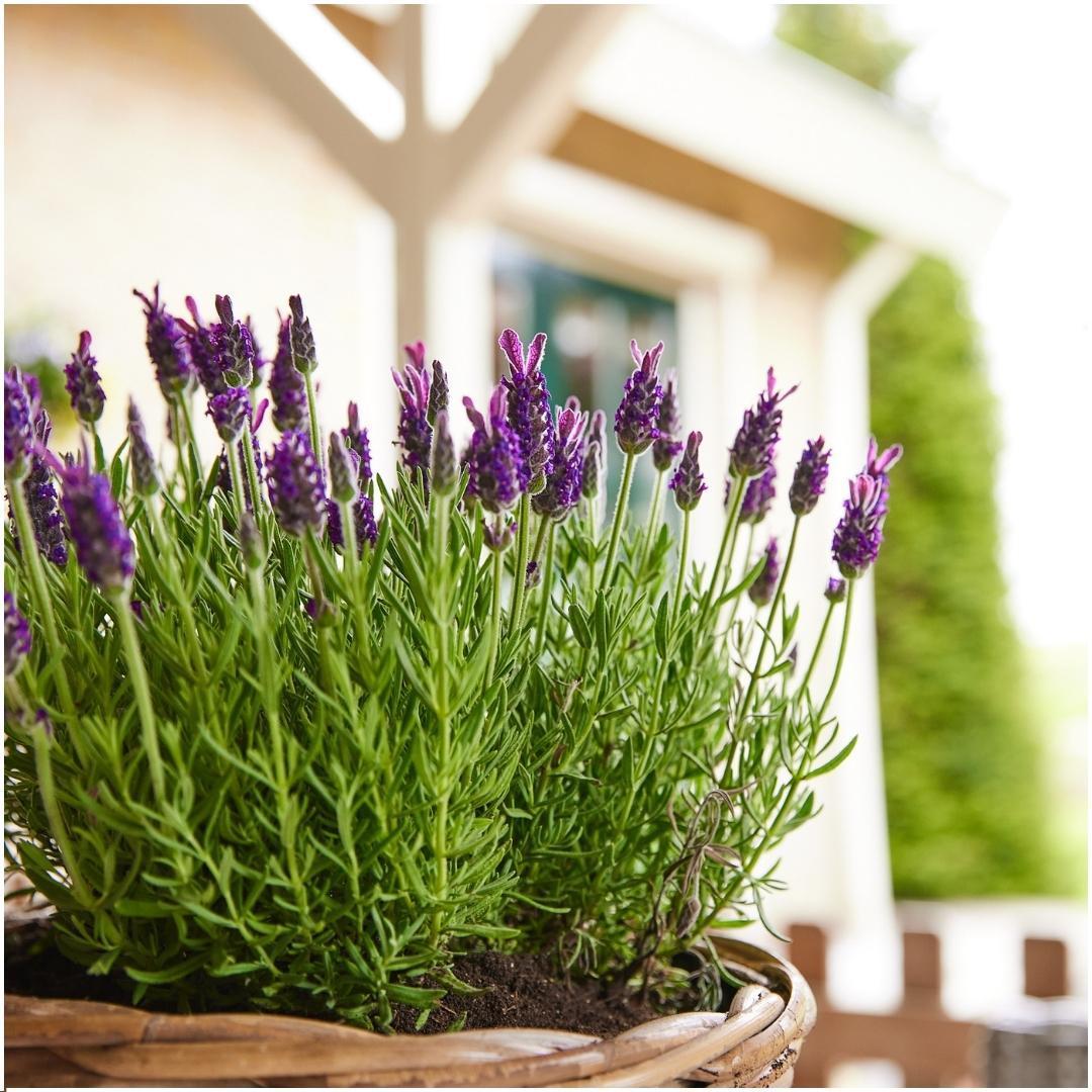 Set mit 6 Anouk®-Lavendeltöpfen – D12 cm – Pflanze für den Außenbereich