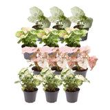 Syngonium gift box - Set of 12 plants