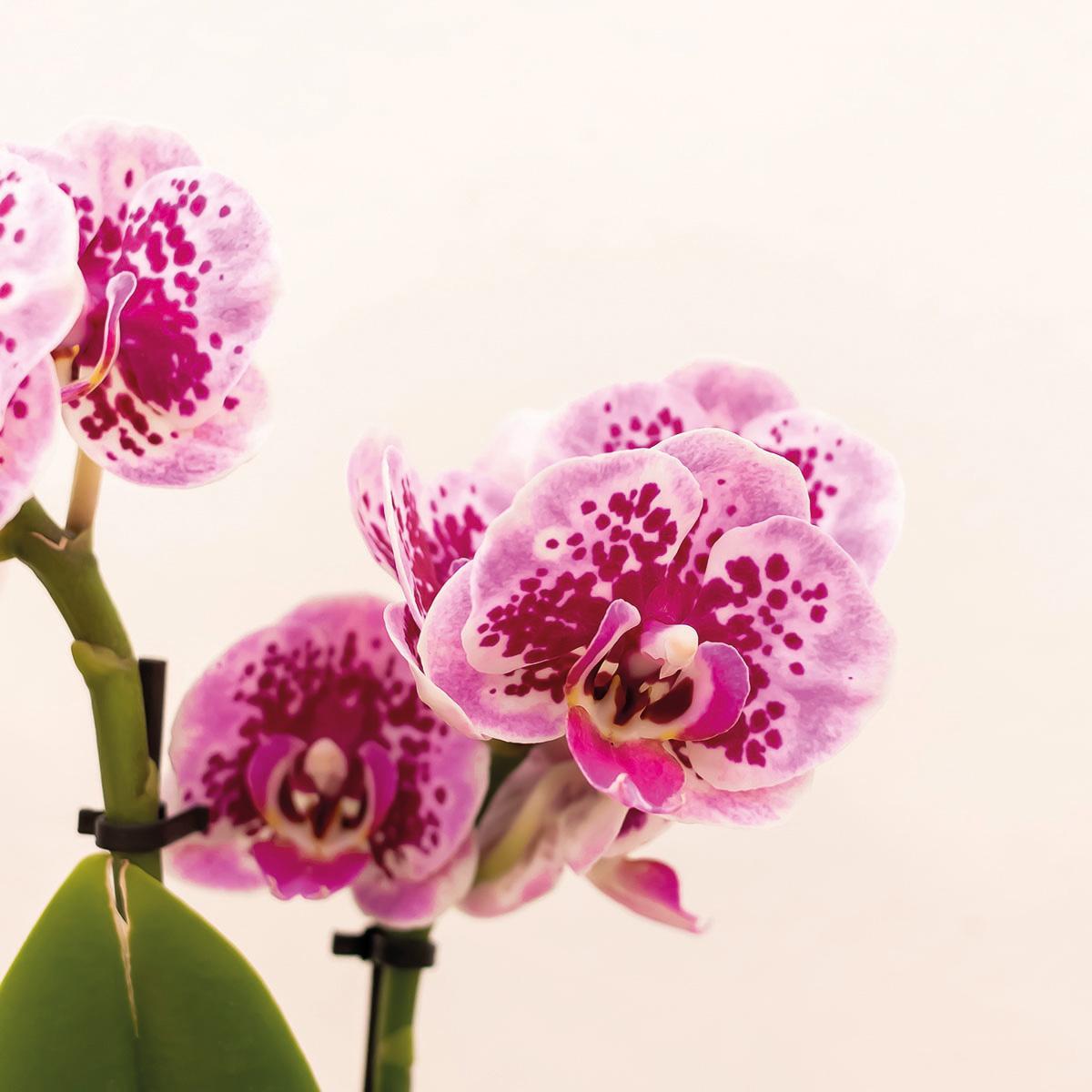 Lilla pink Phalaenopsis orkidé og dens guldplanteplante - h35cm, Ø9cm - blomstrende stueplante